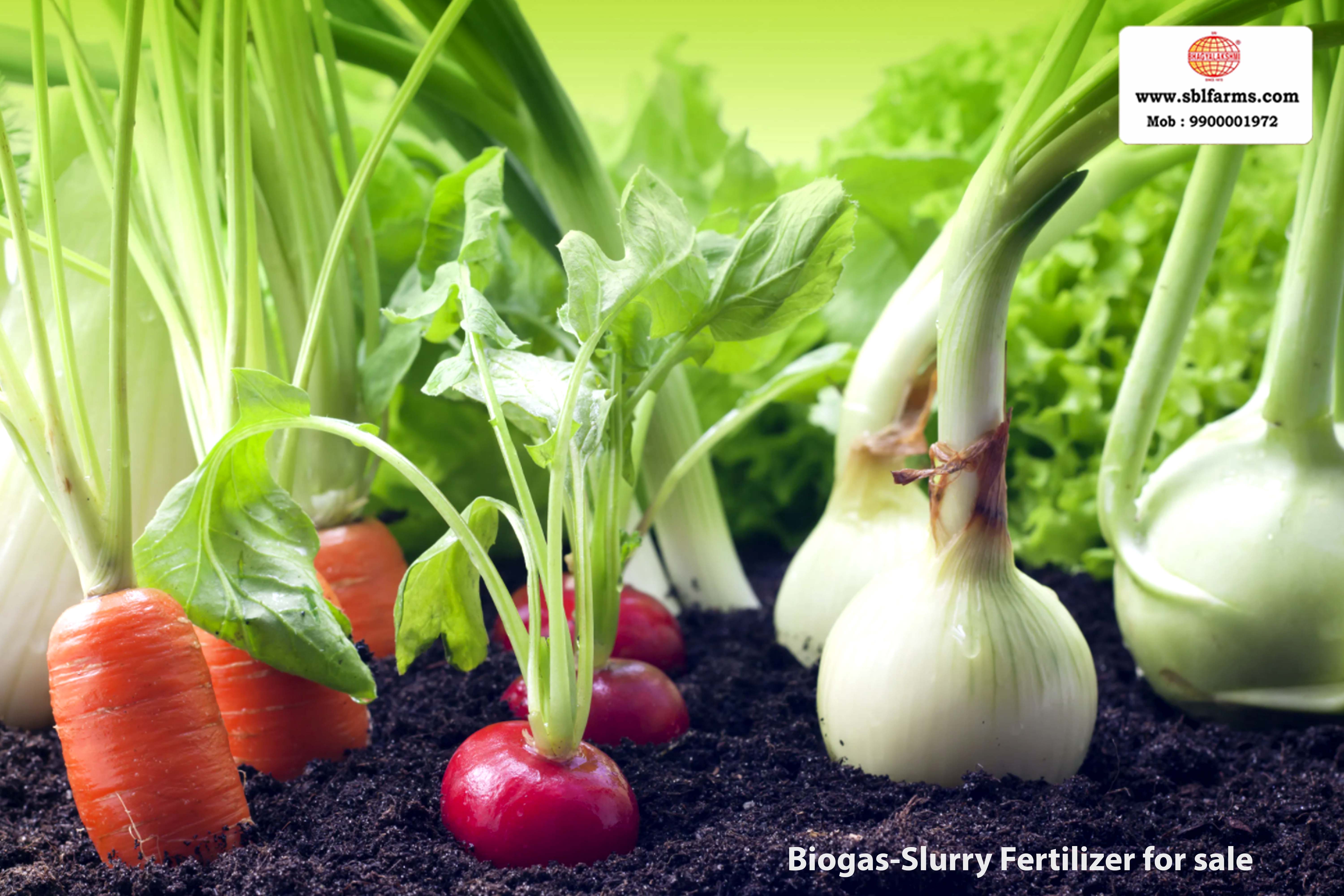 Sri Bhagyalakshmi Farms Bangalore - biogas-slurry fertilizer | Slurry Fertilizer for Sale  |  Fertilizer for vegetable better growth | bioslurry manufacturers, suppliers & exporters in Bangalore|Bio slurry for sale in bangalore |  Sri Bhagyalakshmi Farms fertilizer slurry Bangalore | Bioslurry a supreme fertiliser | slurry fertilizer near me bangalore | slurry fertilizer near me bangalore contact number | manure fertilizer for sale in bangalore | Organic Manure for sale | biogas slurry uses | biogas slurry composition | organic fertilizer price per kg | biogas slurry meaning | organic fertilizer price in india | organic fertilizer price per ton | Sri Bhagyalakshmi Farms, Cow Dung Manure Organic Fertilizer Suppliers in Bangalore